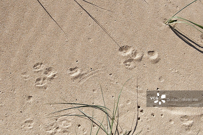 法国芒什沙滩上的兔子足迹图片素材