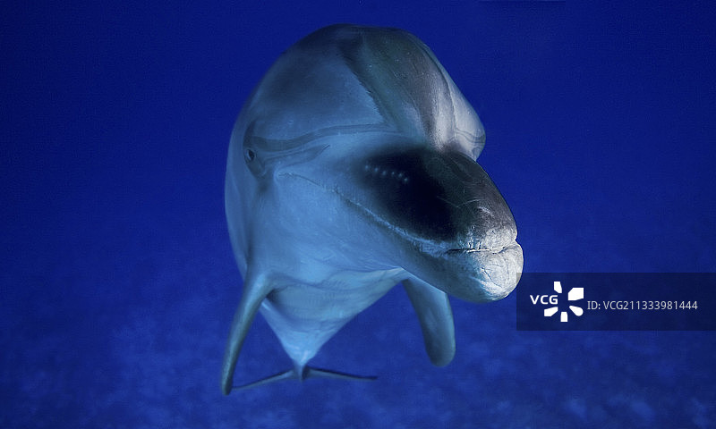 法属波利尼西亚图阿莫图群岛的瓶鼻海豚肖像图片素材