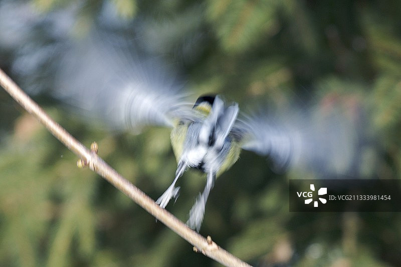 冬季法国上萨瓦省飞翔的戴胜鸟图片素材