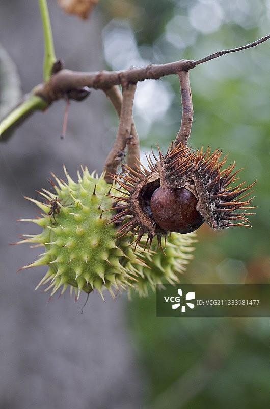 秋季法国的栗子图片素材