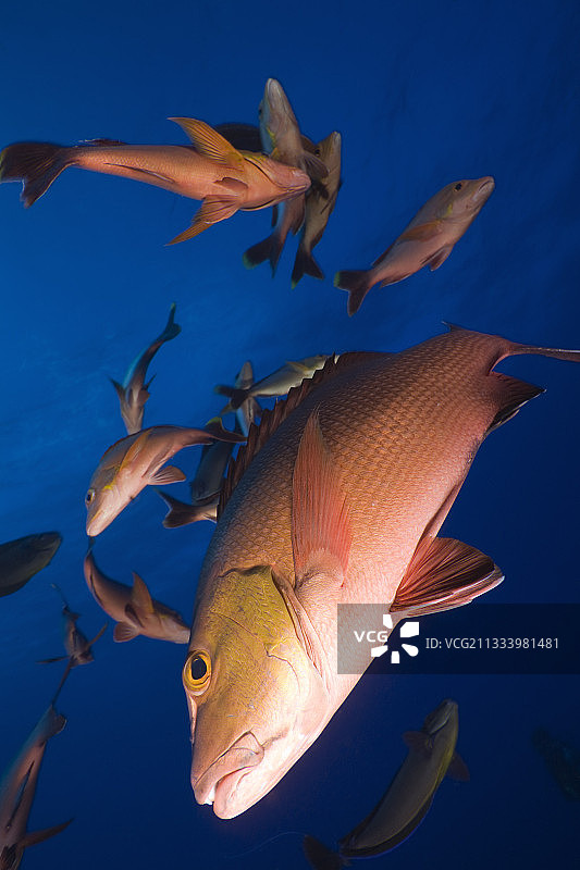 法属波利尼西亚图阿莫图群岛游泳的双斑红鲷鱼图片素材
