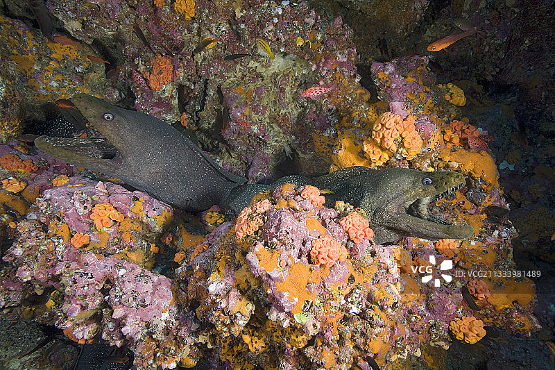 哥伦比亚马尔佩洛保护区内的斑点海鳗图片素材