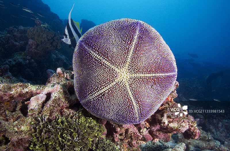 礁石上的海星，图阿莫图法属波利尼西亚图片素材