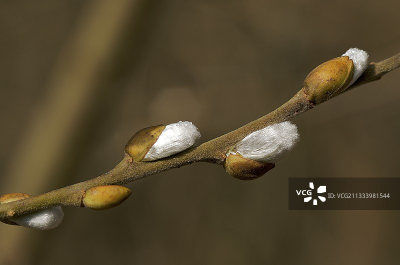 法国冬末的柔滑柳絮图片素材