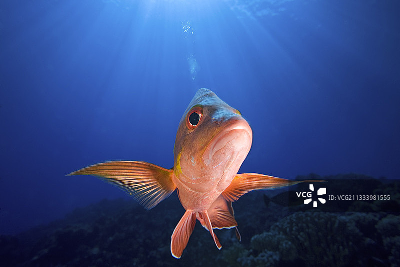 图阿莫图群岛阳光下的驼背红鲷鱼图片素材