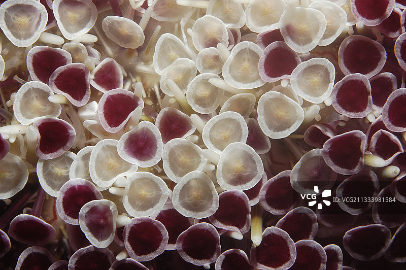 马克萨斯群岛法属波利尼西亚海胆花图片素材