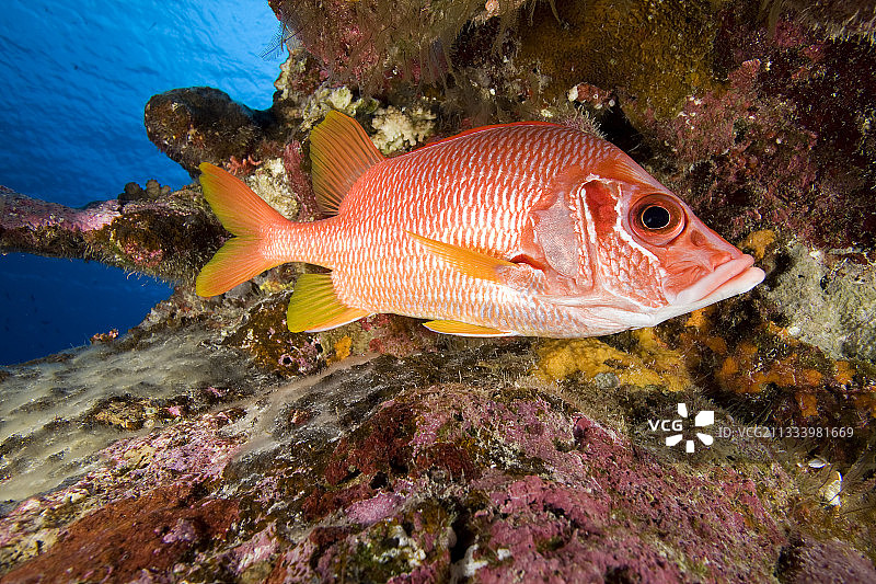 法属波利尼西亚图阿莫图的珊瑚礁军刀松球鱼图片素材