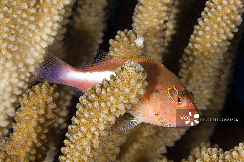 珊瑚上的弧眼鹰鱼，图阿莫土群岛，法属波利尼西亚图片素材