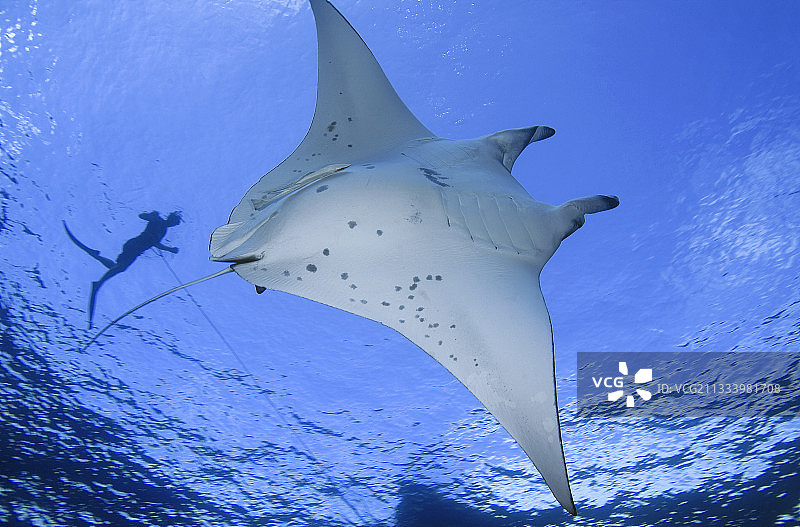 水下巨型蝠鲼与潜水员图片素材