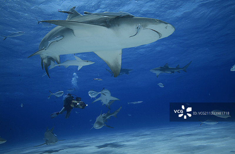 柠檬鲨和水下摄影师，巴哈马图片素材