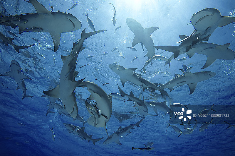 巴哈马群岛水面下的柠檬鲨群图片素材