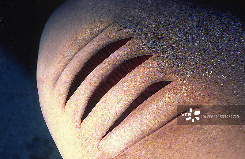 具有发达鳃的鲨鱼可能从水底升起，然后停止游动图片素材