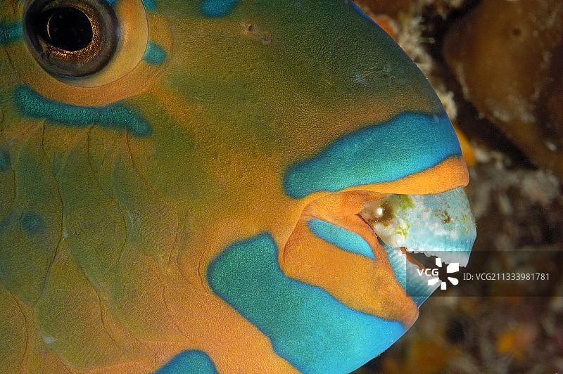 图阿莫图法属波利尼西亚鹦鹉鱼肖像图片素材