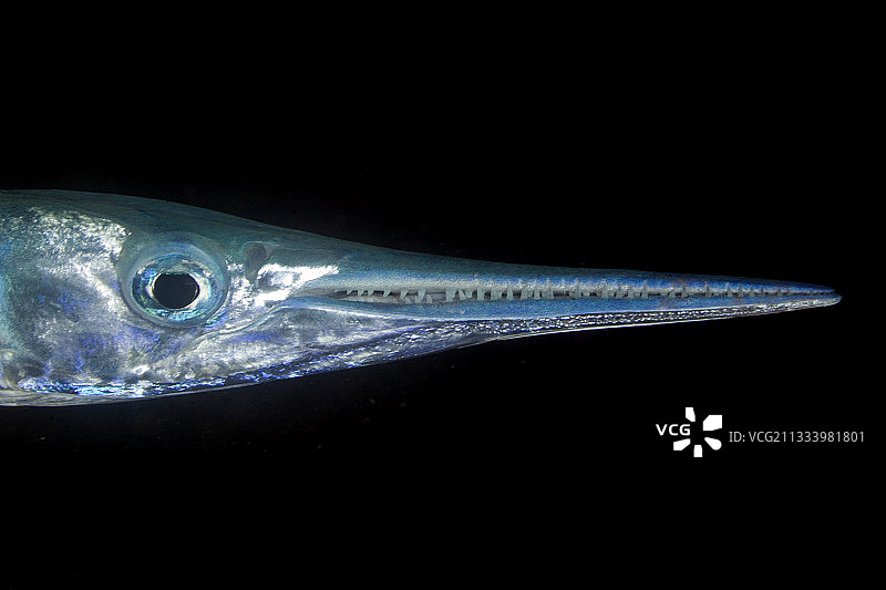 法属波利尼西亚图阿莫图的鳄鱼针鱼肖像图片素材