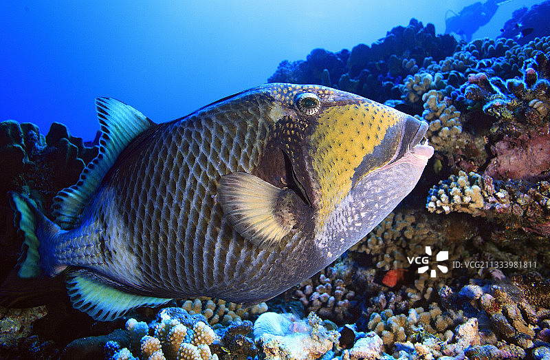 法属波利尼西亚图阿莫图礁石上的炮弹鱼图片素材