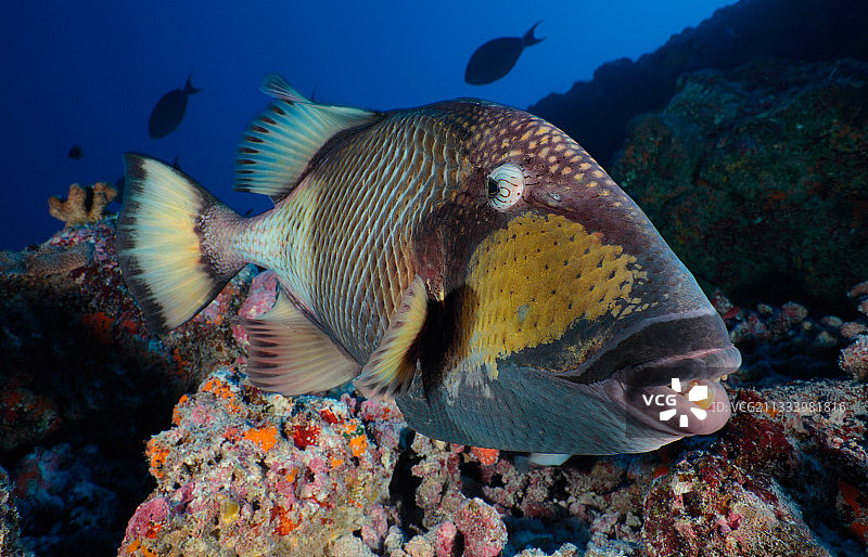 法属波利尼西亚图阿莫图礁石上的炮弹鱼图片素材