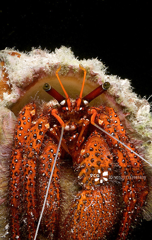 土阿莫图法属波利尼西亚瘤状寄居蟹肖像图片素材