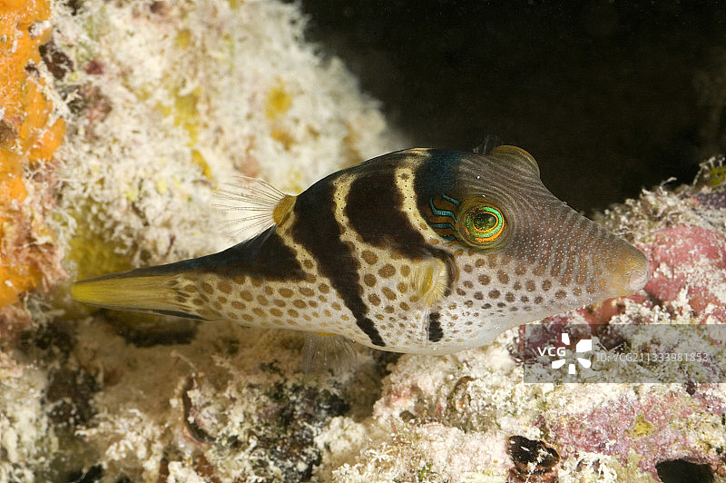 图阿莫图珊瑚礁上的瓦伦丁尖鼻鲀图片素材