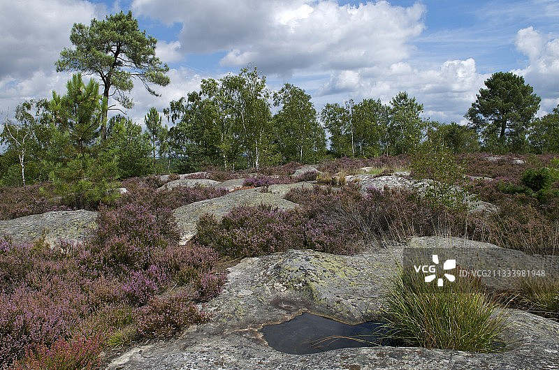 枫丹白露山区的荒原图片素材