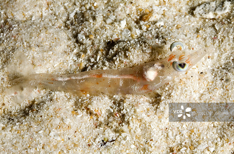 图阿莫土法属波利尼西亚沙滩上的对虾图片素材