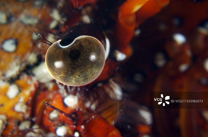 粗糙隐士蟹眼图片素材