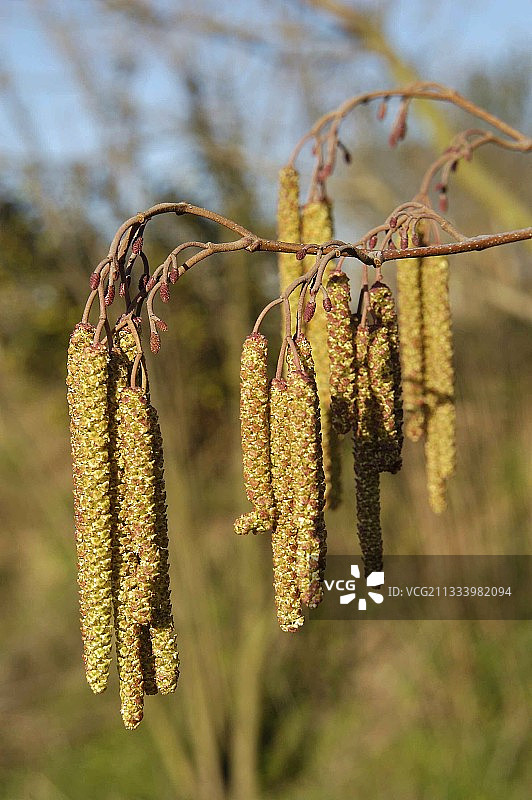 法国冬季黑桤木的雄性柔荑花序图片素材