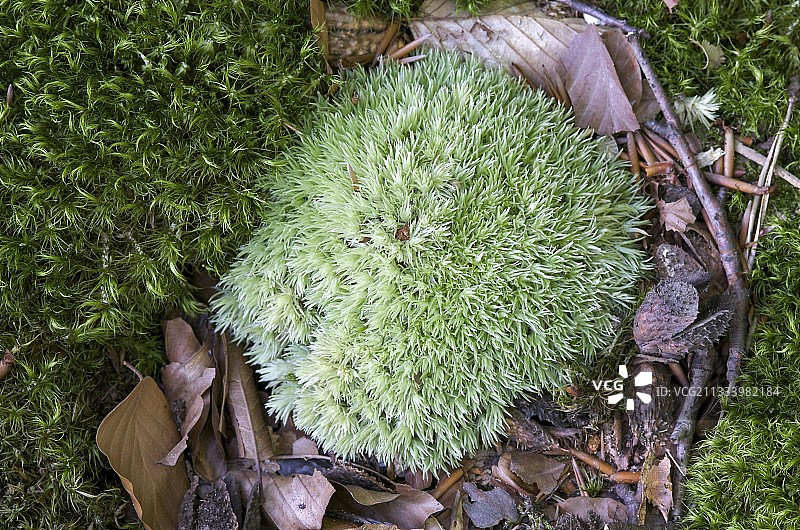 秋季法国森林里的白发藓图片素材