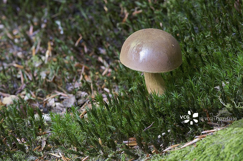 法国苔藓森林中生长的牛肝菌图片素材
