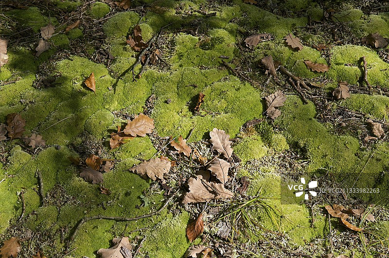 有助于吸收的泡沫枕头形状图片素材
