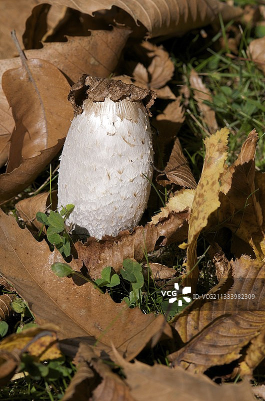穿透落叶层从地下长出的鬼伞图片素材