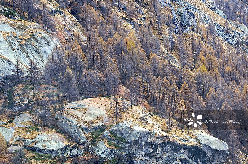 山地落叶松和挪威云杉林图片素材