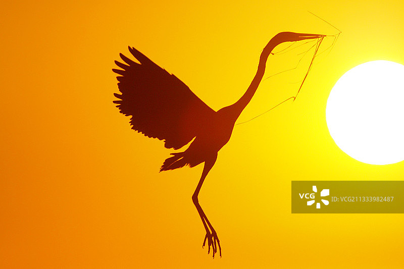 衔泥筑巢图片素材