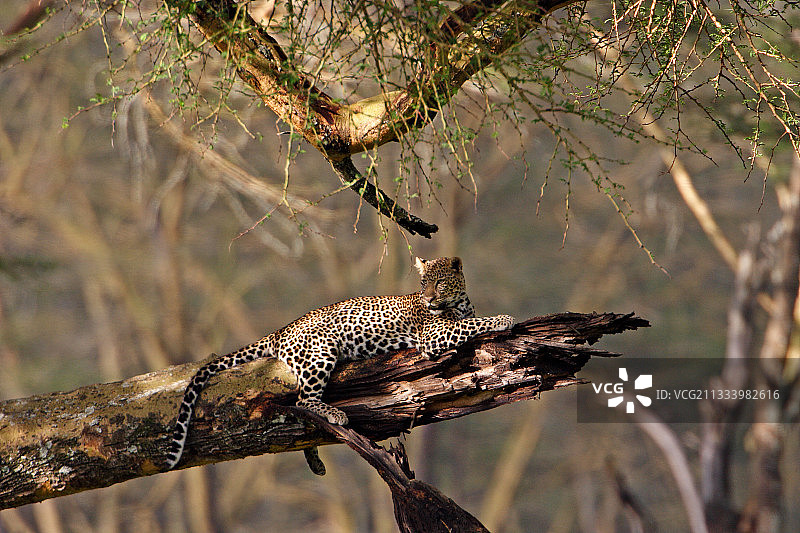 肯尼亚纳库鲁的猎豹图片素材