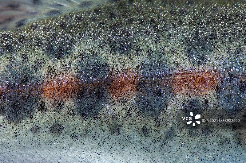 虹鳟鱼的侧线图片素材