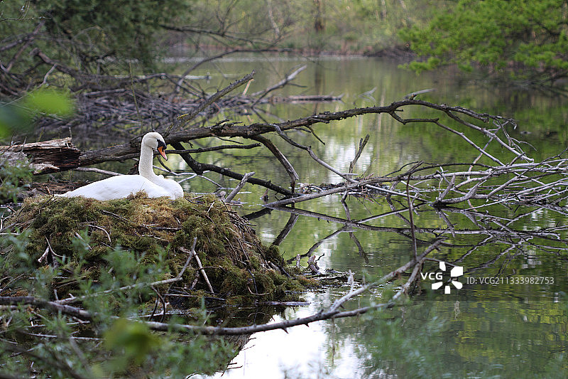 在泡沫巢中的疣鼻天鹅，阿尔萨斯图片素材