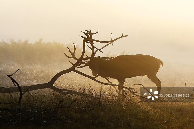 雄鹿在枯枝上蹭痒鹿角，秋季图片素材