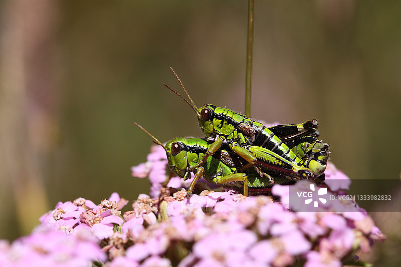 阿尔卑斯山的耦合 Miramella fontinalis图片素材