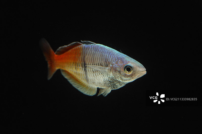 水族馆主题图片素材