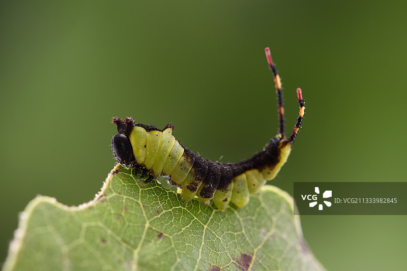 第二阶段阿尔萨斯的猫蛾毛毛虫图片素材