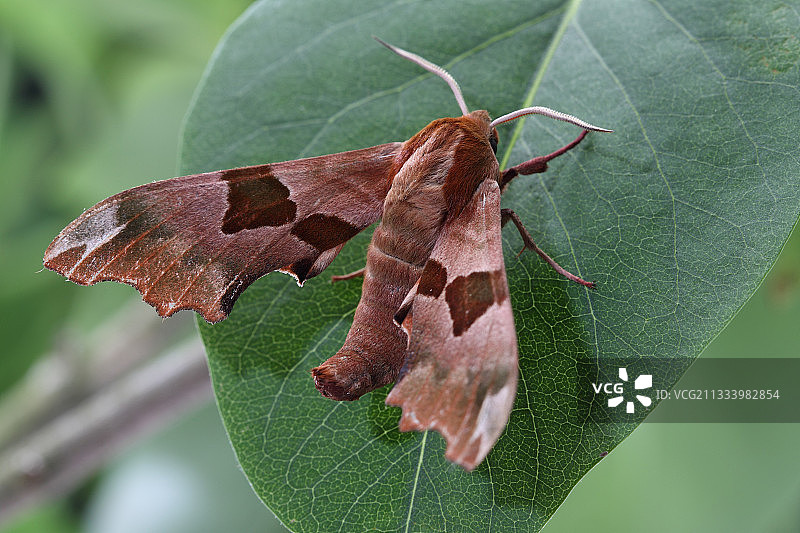 法国阿尔萨斯菩提树叶上的狮身人面像图片素材