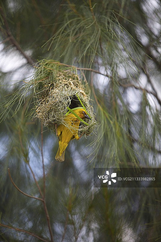 南非织布鸟筑巢图片素材