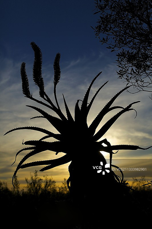 邦特博克国家公园南非日落时分的芦荟图片素材