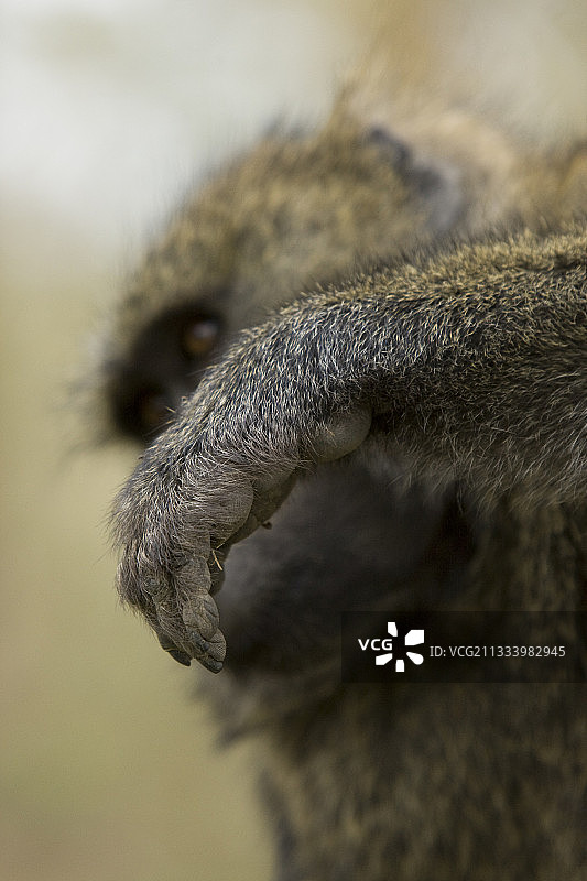 狒狒在肯尼亚纳库鲁互相梳理毛发图片素材