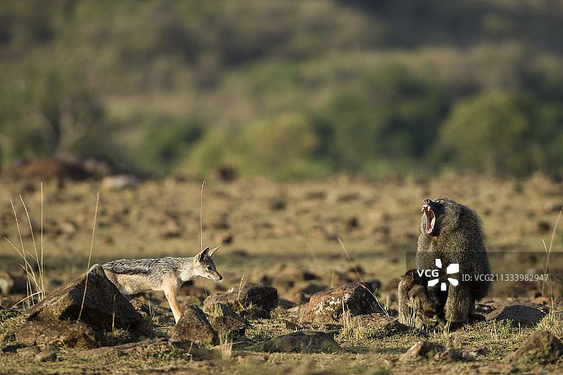 豺狼试图偷走狒狒捕猎的瞪羚图片素材