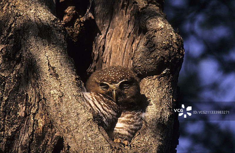 马达加斯加，正在休息的白眉鹰鸮图片素材