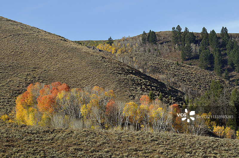 美国爱达荷州蒙彼利埃峡谷的秋色图片素材