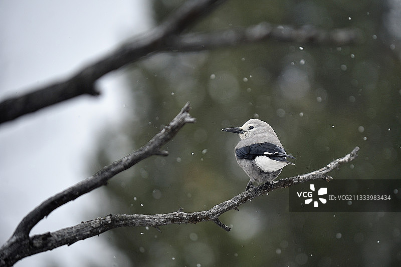 美国树枝上的雪地星鸦图片素材