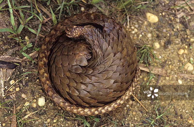 碗中蜷缩的长尾穿山甲图片素材