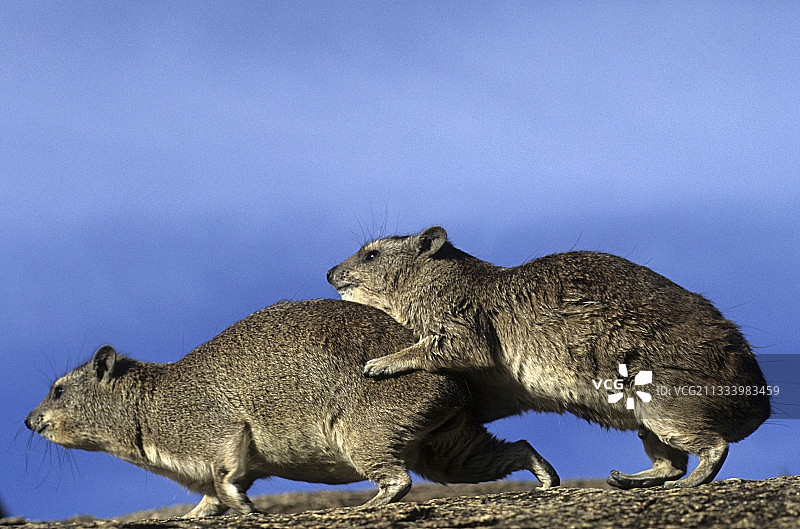 坦桑尼亚岩石上交配的黄斑岩蹄兔图片素材