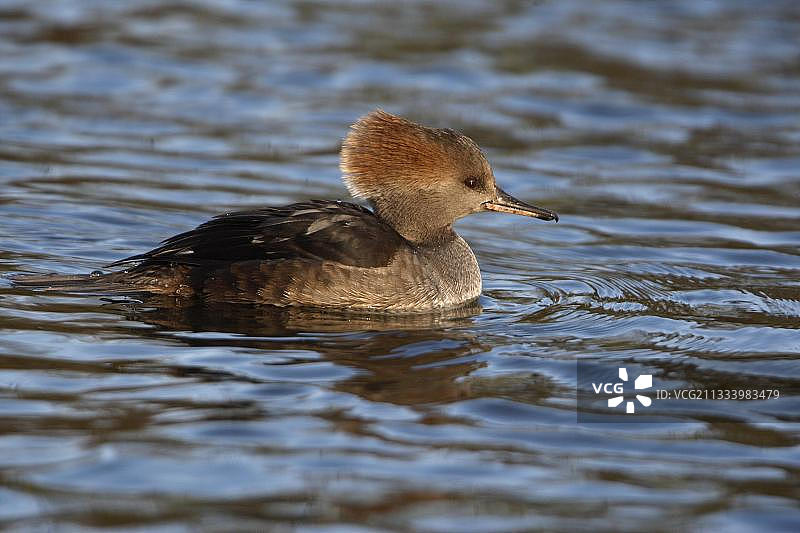 游动的凤头潜鸭图片素材